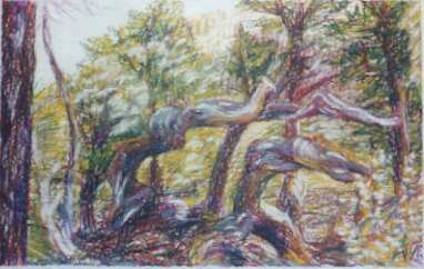 Twisted Tree drawing