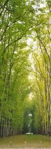 A Cathedral of trees